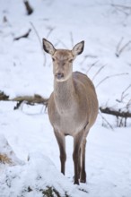 Red deer (Cervus elaphus) hind in a forest in winter, snow, Bavaria, Germany