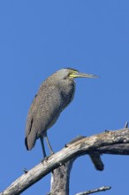 Bare-throated Tiger-Heron Tigrisoma mexicanum San Blas, Nayarit, Mexico 28 March Adult Ardeidae