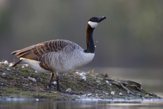 Canada Goose (Branta canadensis), North Rhine-Westphalia, Germany
