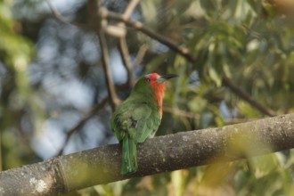 Red-bearded Bee-eater (Nyctyornis amictus), Thailand
