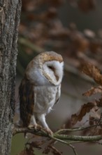 One barn owl (Tyto alba) sitting on a twig of a beech tree with some autumnal coloured leafs