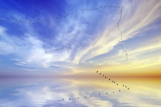 Crane arrow over Hamburg, Germany, Hamburg, birds, cranes, grus grus, arrow, swarm, twenty, bird