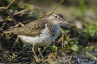 Common Sandpiper (Actitis hypoleucos), Schleswig-Holstein, Germany