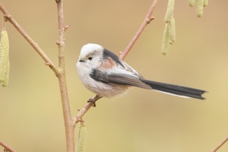 Long-tailed Tit (Aegithalos caudatus) sitting on the bush of a hazelnut (Corylus avellana),