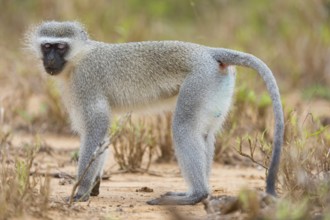 Vervet Monkey, (Chloroebus pygerythrus), vervet monkey, monkey, monkeys, primate, primates, family