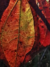 A red autumn leaf with texture in backlight shows its finely branched structure in detail,