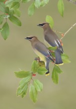 Cedar Waxwing (Bombycilla cedrorum) pair perched on a branch, Texas, USA