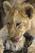 Lion (Panthera leo) cub and mum's paw, South Luangwa, Zambia