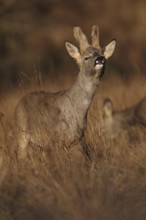 A graceful roe deer stands alert in a sunlit field during autumn, surrounded by tall grass with