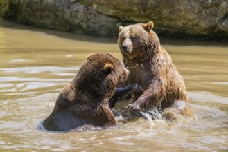 Eurasian brown bear (Ursus arctos arctos) playing with each other in a little lake, Bavarian