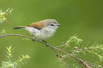 Brown Gerygone (Gerygone mouki), Victoria, Australia