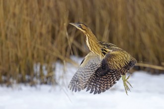 Eurasian bittern, great bittern (Botaurus stellaris) taking off from snow covered reed bed, reedbed