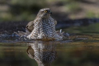 Sparrowhawk (Accipiter nisus), bathing, Catalonia, Spamia