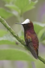 Snowcap (Microchera albocoronata), Costa Rica