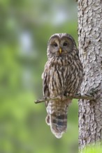 Ural Owl (Strix uralensis), Bavaria, Germany