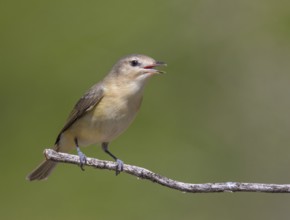 A Warbling Vireo, Vireo gilvus singing from a perch in Saskatoon, Saskatchewan