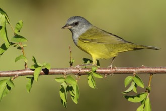 Mourning Warbler (Geothlypis philadelphia) male, Texas, USA