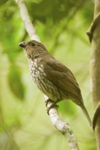 Tooth-billed Bowerbird (Scenopoeetes dentirostris), Queensland, Australia