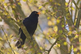 Male common blackbird (Turdus merula) on tree branch in spring sunlight, Bad Salzschlirf, Germany