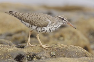Spotted Sandpiper (Actitis macularius), Ecuador