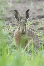 European hare (Lepus europaeus) sitting on a freshly harrowed field, looking into the camera, North