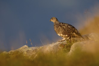 Rock Ptarmigan (Lagopus muta), Bernese Highlands, Switzerland