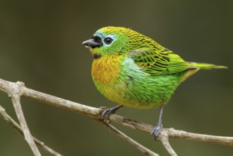 Brassy-breasted Tanager (Tangara desmaresti) perched on a branch in the Atlantic Rainforest Region