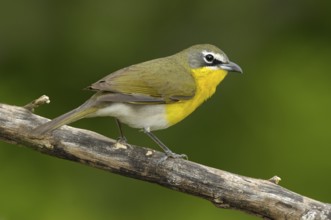 Yellow-breasted Chat (Icteria virens), Texas, USA