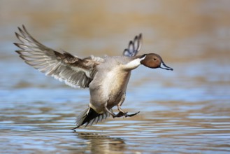 Northern Pintail (Anas acuta) male flying, British Columbia, Canada