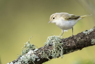 Western Bonelli's Warbler (Phylloscopus bonelli) perched on a branch, Andalusia, Spain