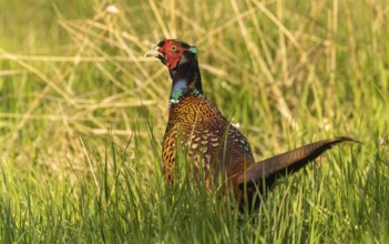 Männlicher Fasan (Phasianus colchicus)