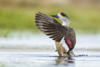 Patagonian Crested Duck (Lophonetta specularioides) on a small pond in the Falkland Islands