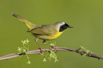 Common Yellowthroat (Geothlypis trichas), Maryland, USA