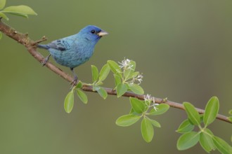 Indigo Bunting (Passerina cyanea) male perched on a twig, Texas, USA