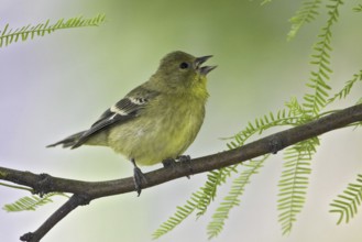 Lesser Goldfinch (Spinus psaltria) female, Arizona, USA