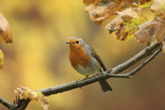 European Robin (Erithacus rubecula), Lower Saxony, Germany