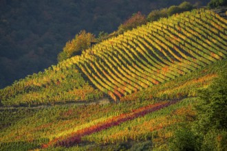 Vineyards in autumn in the central Ahr valley, near Mayschoß, Rhineland-Palatinate