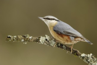 Eurasian Nuthatch (Sitta europaea), North Rhine-Westphalia, Germany
