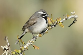 Black-throated Sparrow (Amphispiza bilineata), Texas, USA