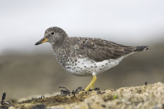 Surfbird (Calidris virgata), British Columbia, Canada