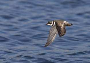 Semipalmated Plover (Charadrius semipalmatus) flying, Washington, USA