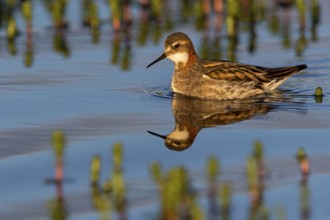 Odinshühnchen, Red-necked Phalarope, Northern Phalarope, Phalaropus lobatus, Phalarope à bec