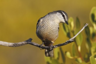 Varied Triller (Lalage leucomela) female, Queensland, Australia