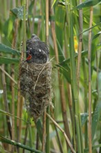 Common Cuckoo (Cuculus canorus) nearly fledged juvenile waiting in nest of Eurasian Reed Warbler on