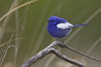 White-winged Fairywren (Malurus leucopterus) male, New South Wales, Australia