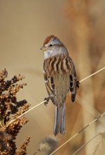 American Tree Sparrow