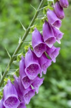 Purple flowers of a foxglove (Digitalis) against a green, natural background in the forest, North