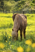 Icelandic horse in a pasture. Colour chestnut. Evening, golden hour, backlight. Germany
