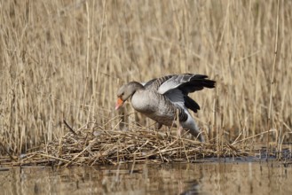 Greylag goose (Anser anser) on the nest in the reeds, North Rhine-Westphalia, Germany