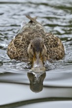Northern Shoveler (Spatula clypeata) female, Mecklenburg-Western Pomerania, Germany